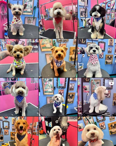 Pup Town Spaw salon 151 dog grooming